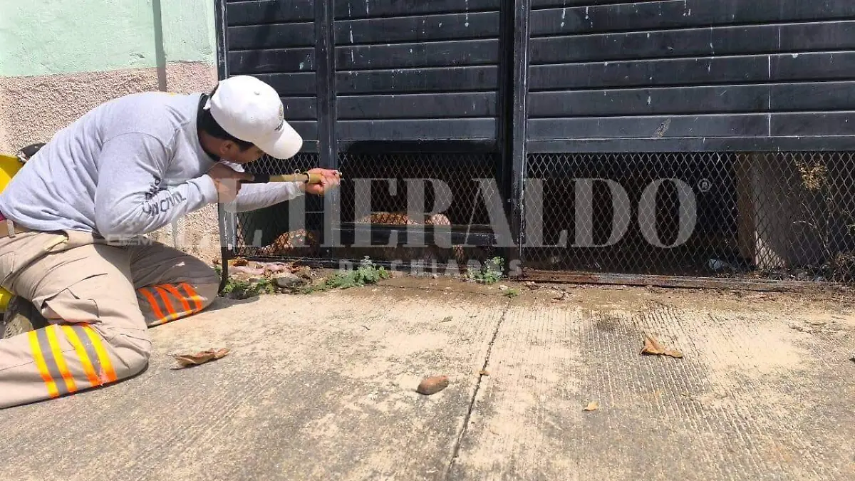 maltrato animal en chiapas