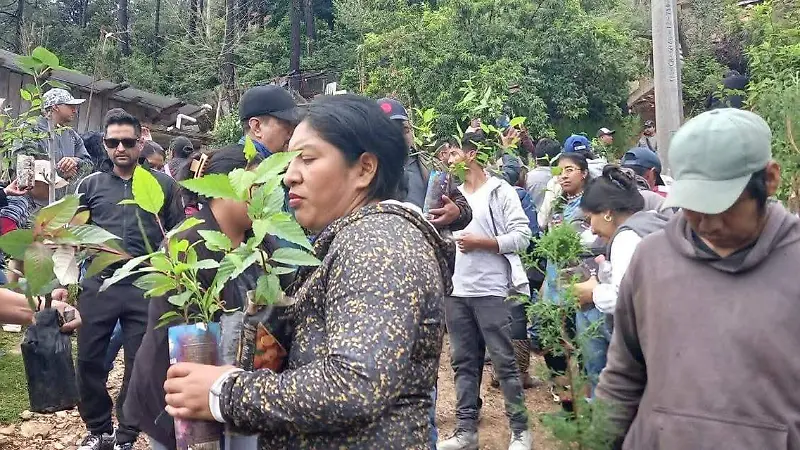 plantas