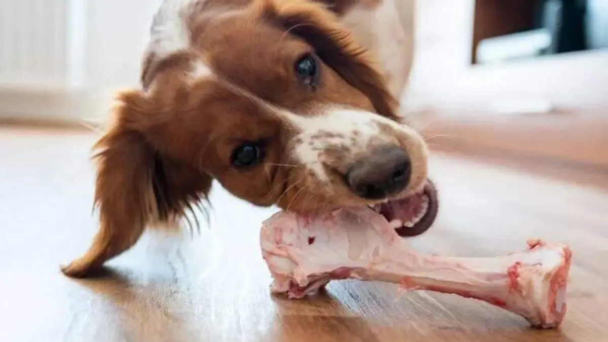 que-huesos-pueden-comer-los-perros