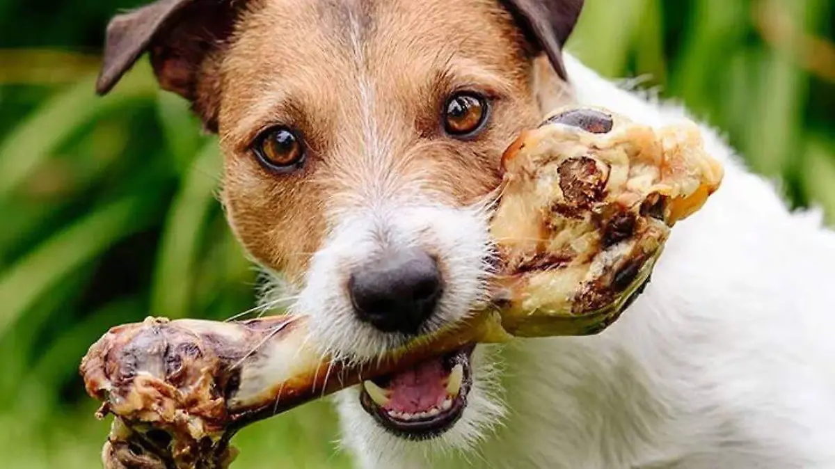 perro