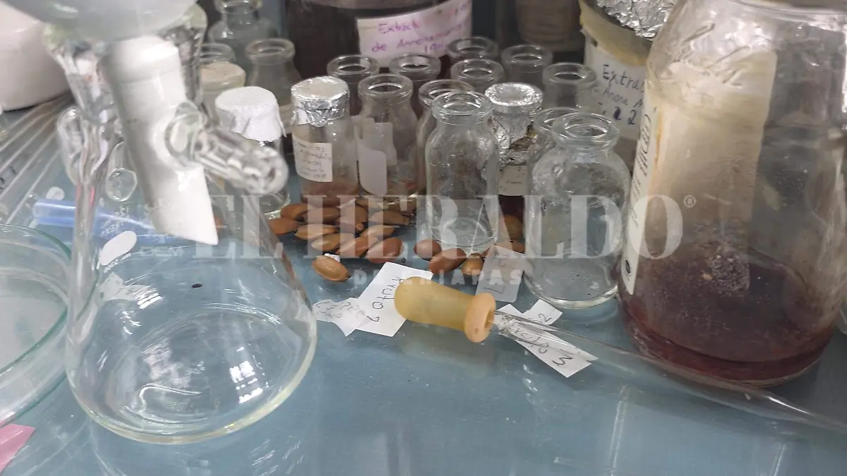 Plantas hongos Chiapas investigaciones 