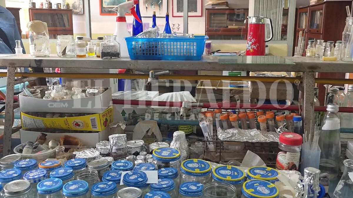 Hongos investigaciones Chiapas plantas