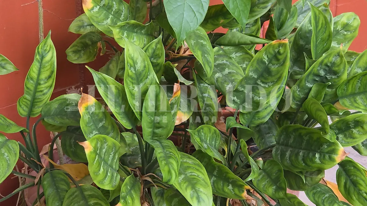 Investigaciones plantas hongos Chiapas