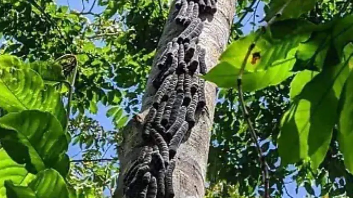 WhatsApp Image 2025-07-11 at 15.39.30