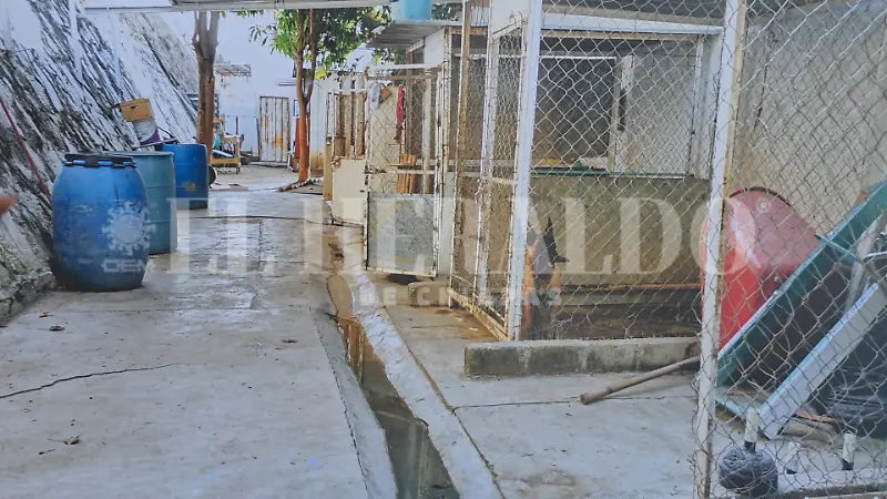 Binomios caninos Chiapas