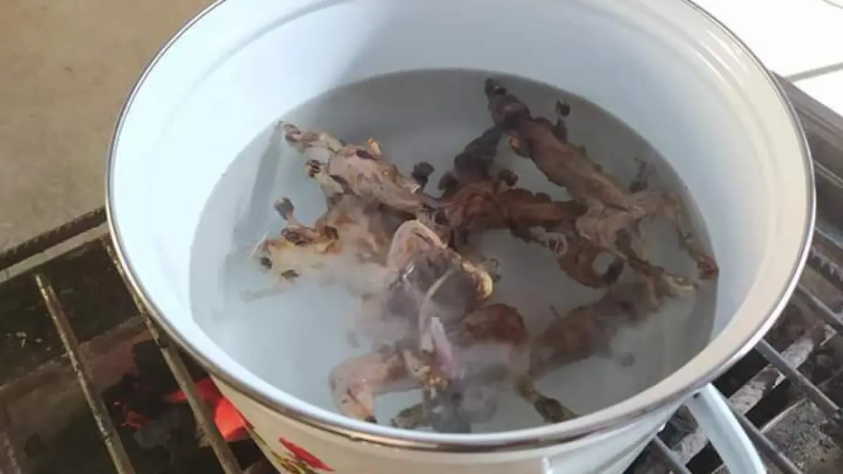 Rata de monte gastronomía Oxchuc venta