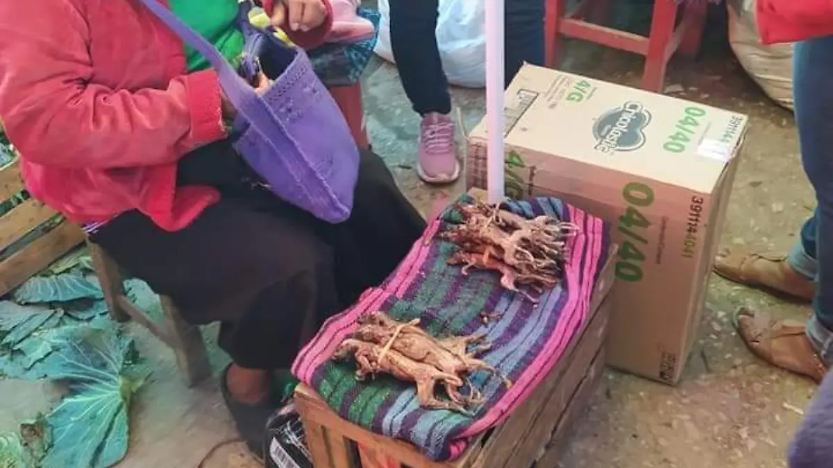 Rata de monte mercados Oxchuc gastronomia