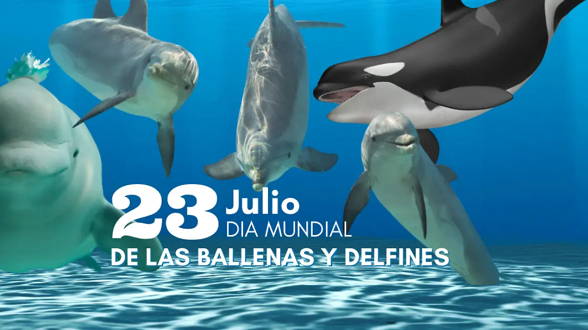 Día Mundial de las Ballenas y los Delfines