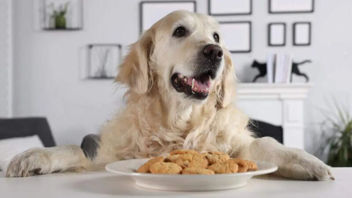 galletas-saludables-perros-recetas-caseras-800x534