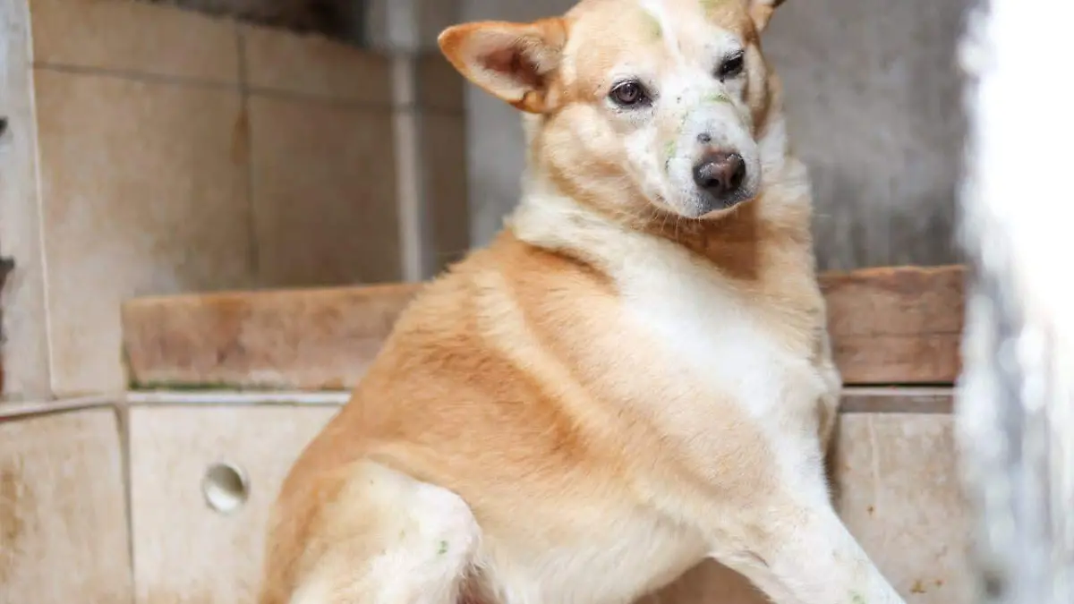perrito rescatado