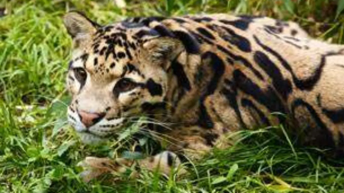 08-04_dia-leopardo-nublado