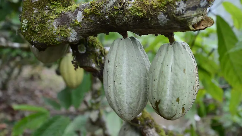 cultivo