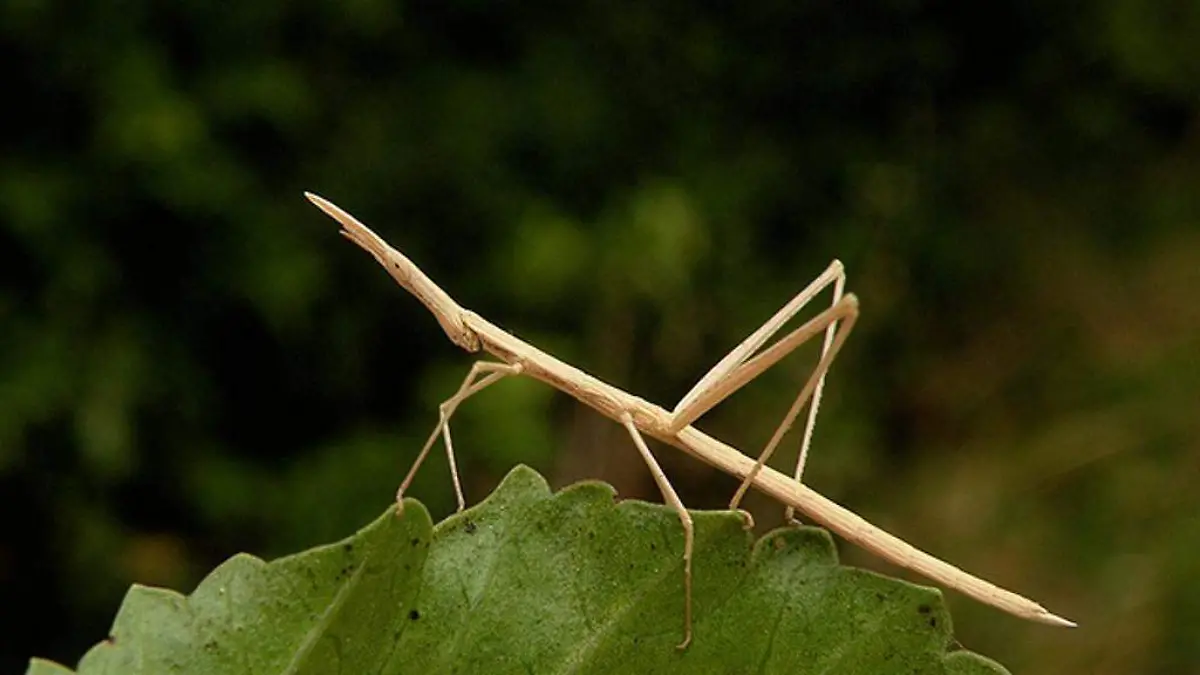 2017 Nota 03B Figura 1 Proscopiidae by Andrea Ugarte 2may2010