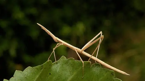 2017 Nota 03B Figura 1 Proscopiidae by Andrea Ugarte 2may2010