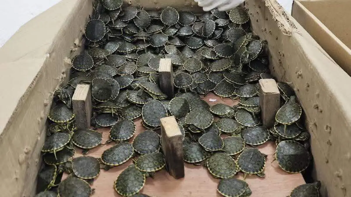 tortugas