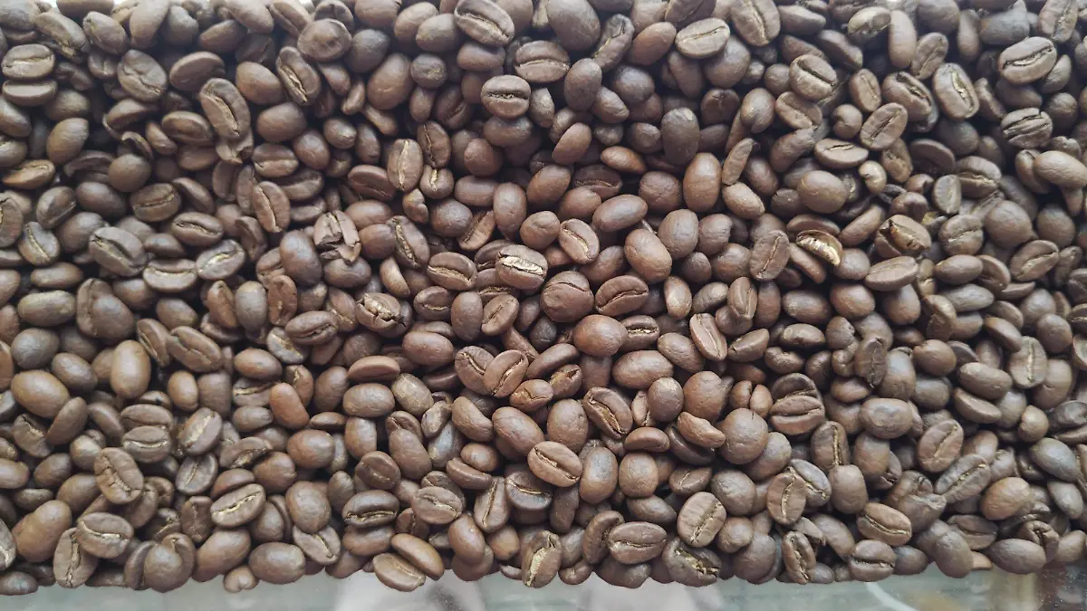 Café orgánico el que se cultiva en zonas indígenas de Chiapas