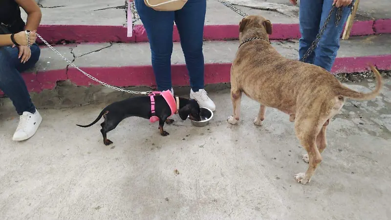 perros