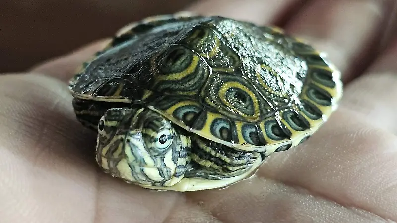 tortuga