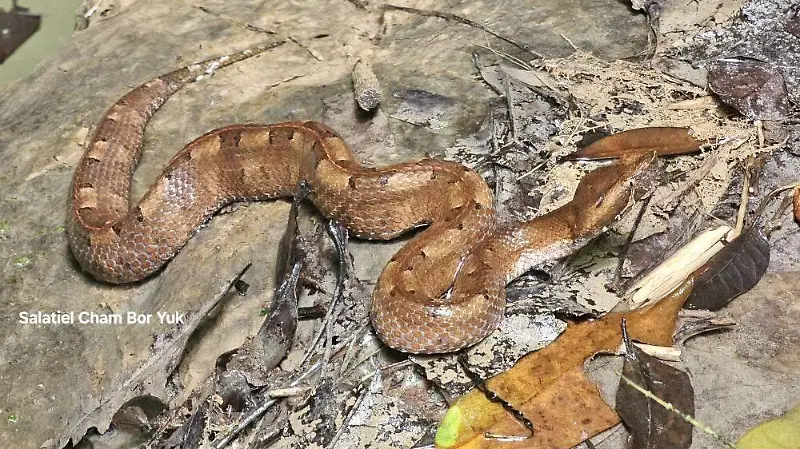 serpiente