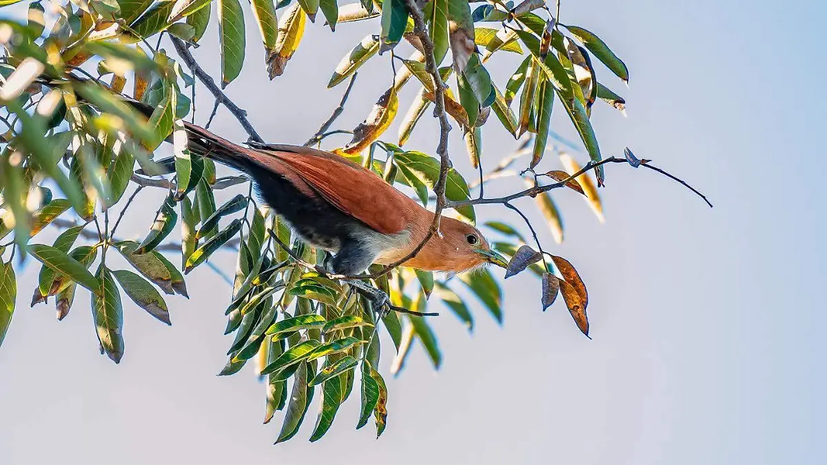 aves 