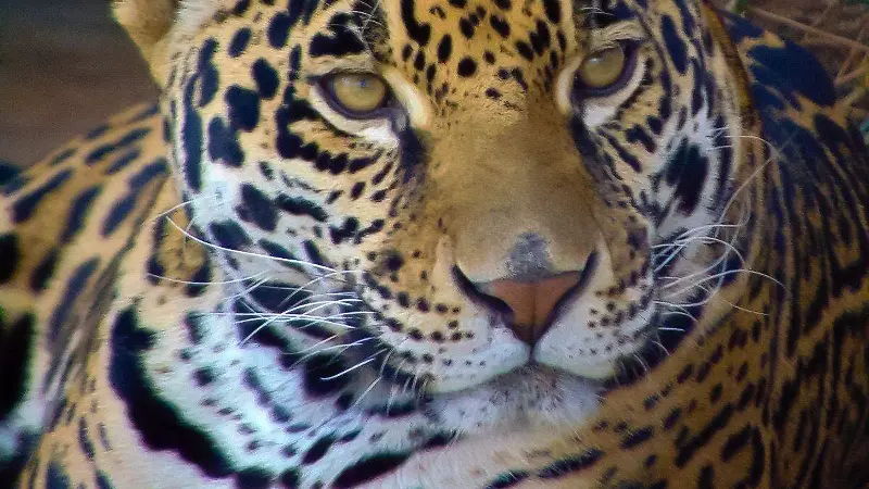 Jaguares de Chiapas FC monitoreo ejemplares fauna