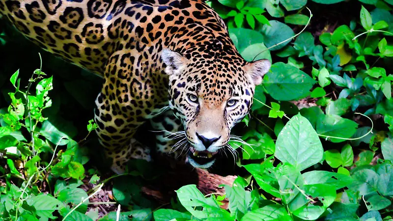Jaguares de Chiapas FC cámaras trampa donaciones