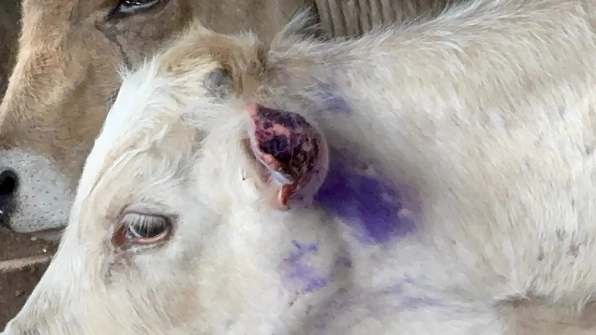 Ganado gusano barrenador Puerto Chiapas