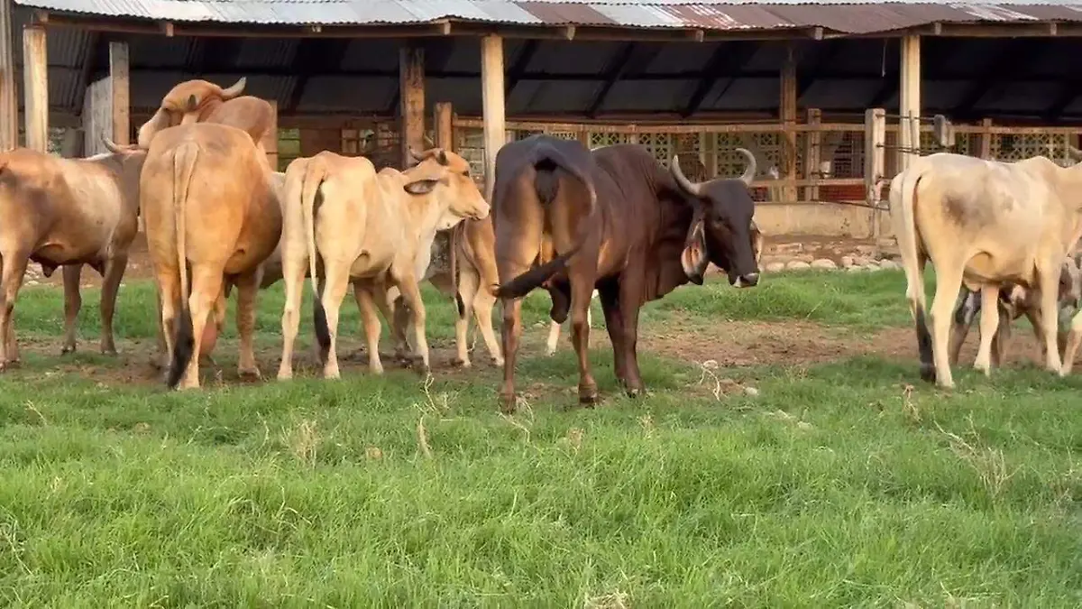 Ganado Puerto Chiapas filtros Centroamérica