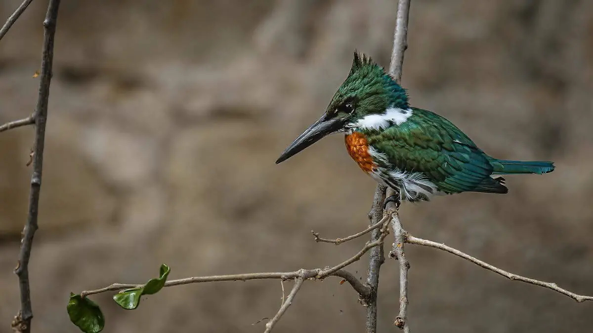 Aves migratorias Chiapas