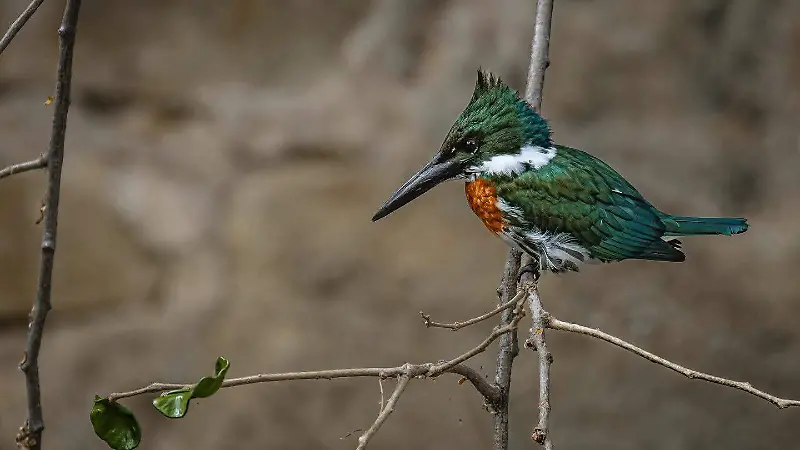 Aves migratorias Chiapas