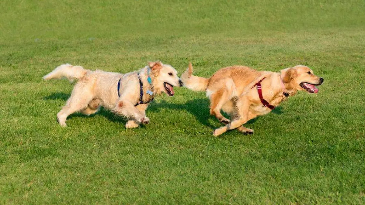 perros-hiperactivos-y-sobreactivos-como-calmarlos