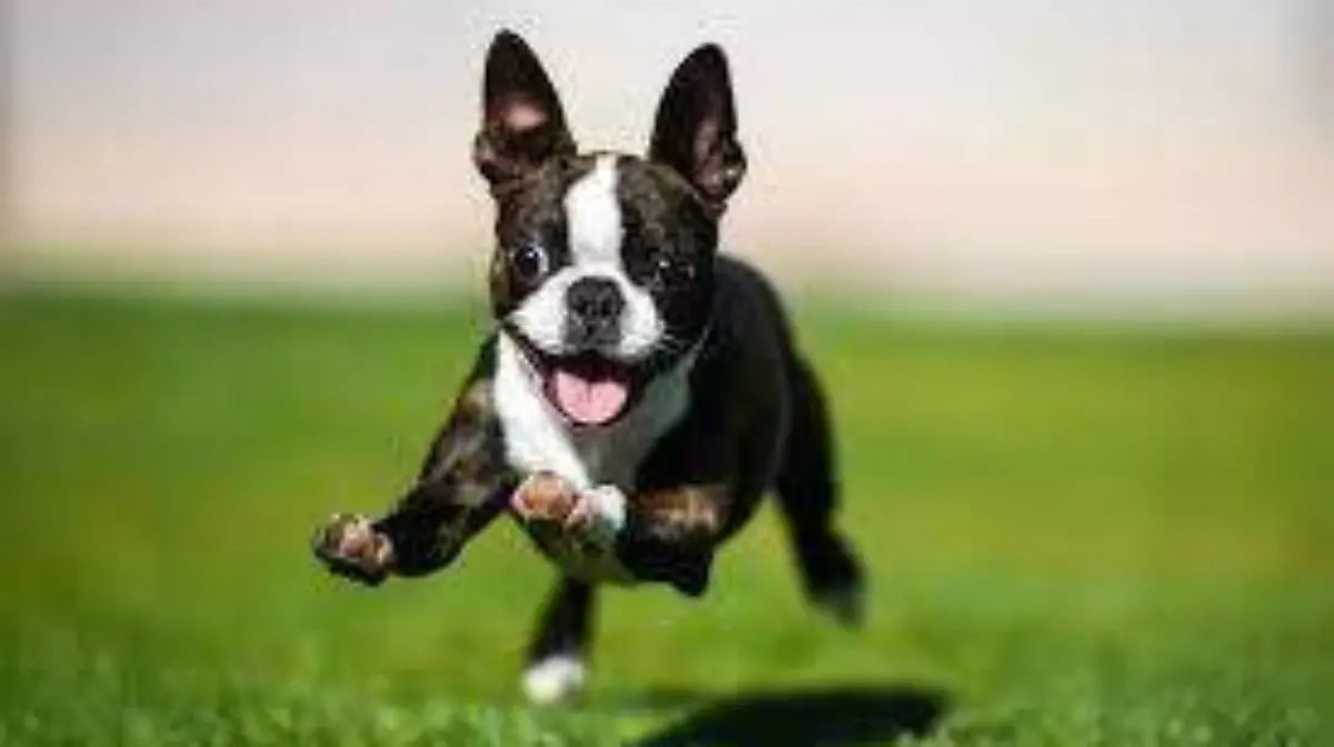 perrito