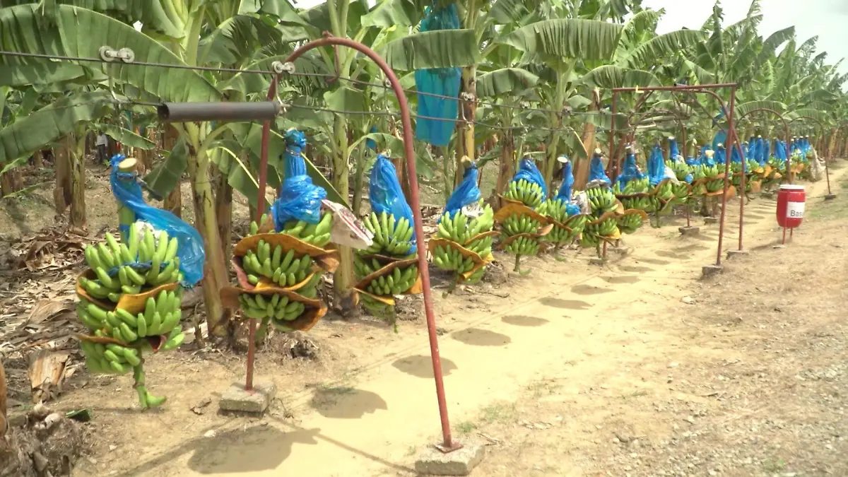 Exportación Chiapas productores maritimo