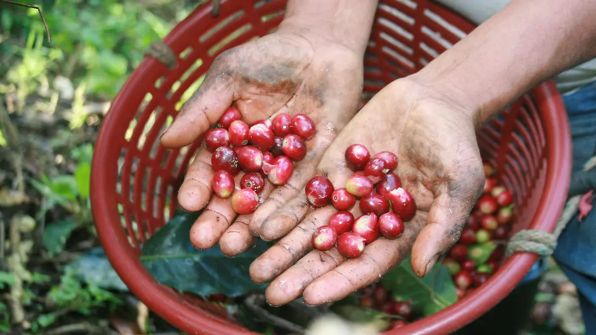 Exportación productores Chiapas