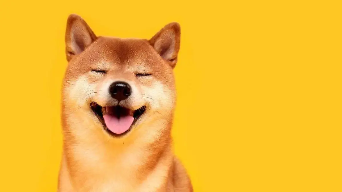 perros-felices
