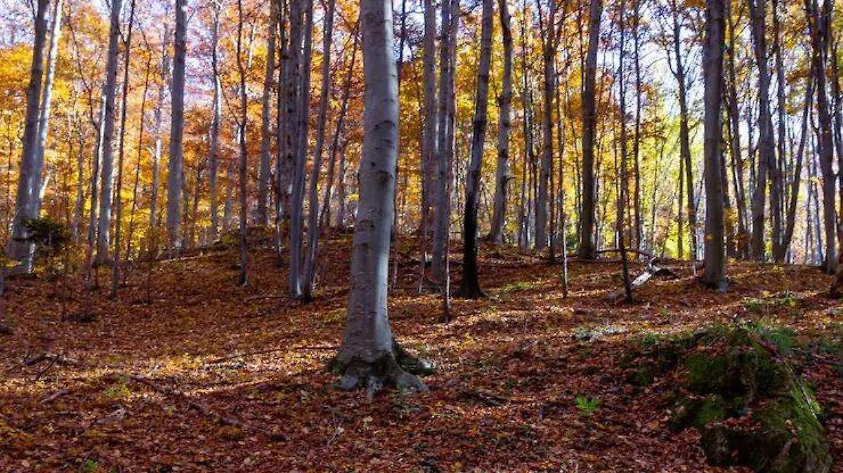 otoño