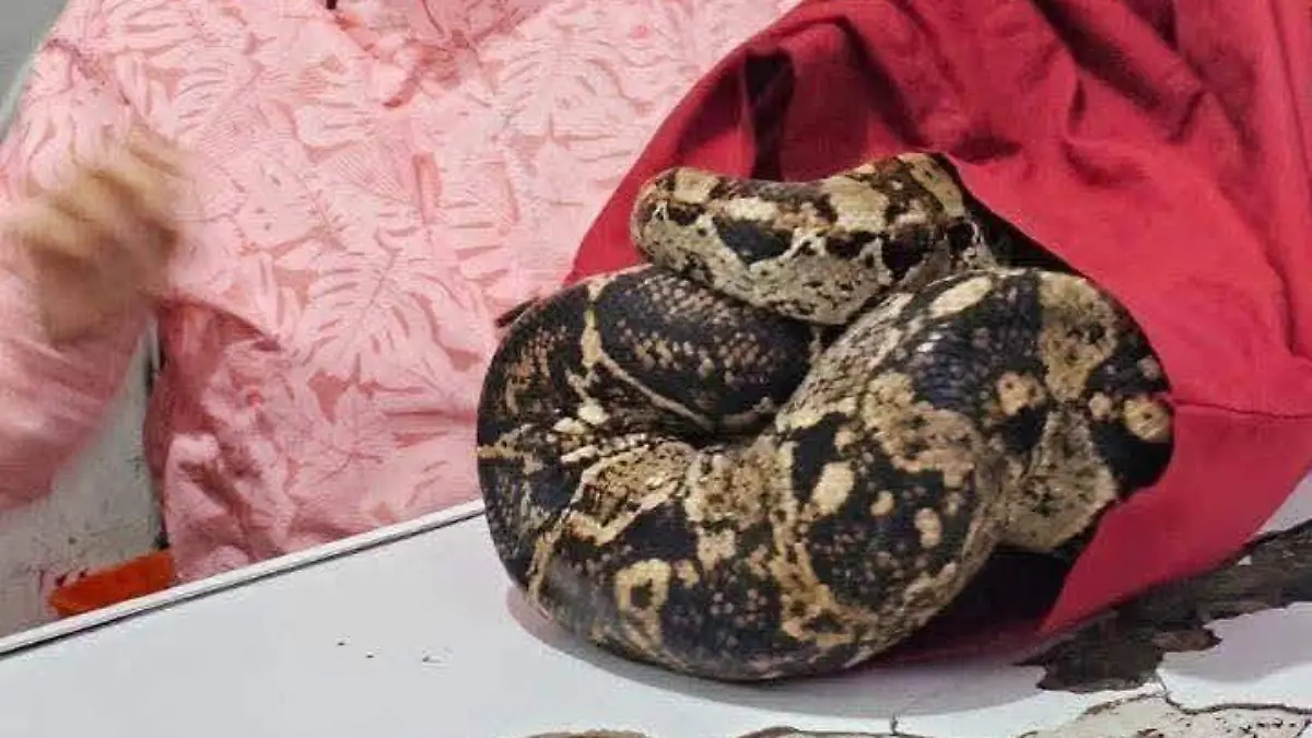 boa