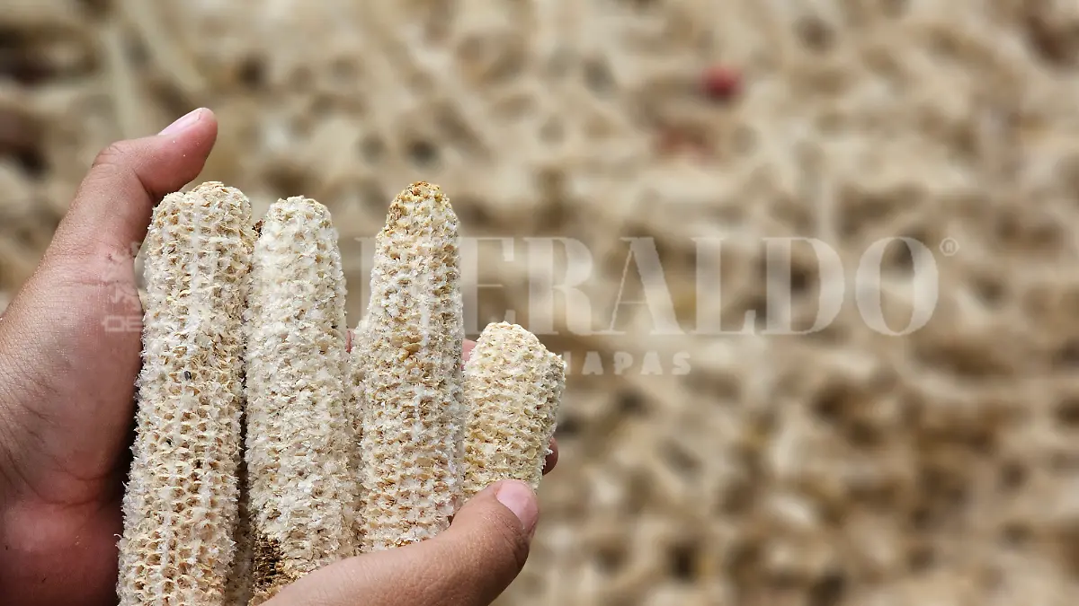 Tortilla maíz Chiapas