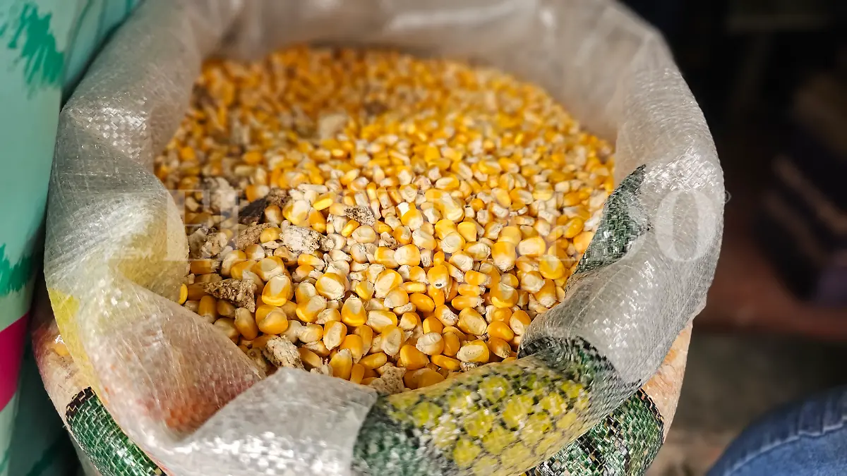 Tortilla maíz Chiapas