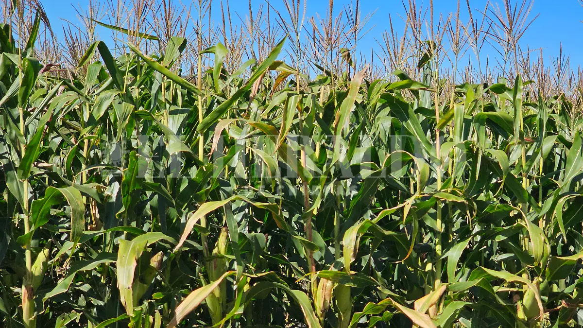 Tortilla maíz Chiapas