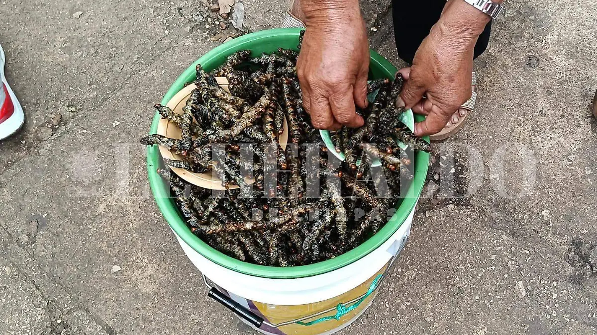 gusanos