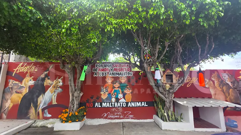 Gatos espacios comunitarios colonias michiespacio del Zoque