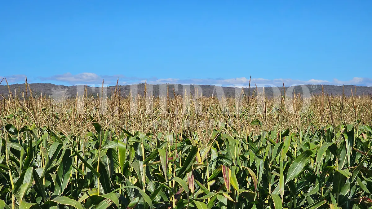 Picsart_25-10-31_17-31-26-211