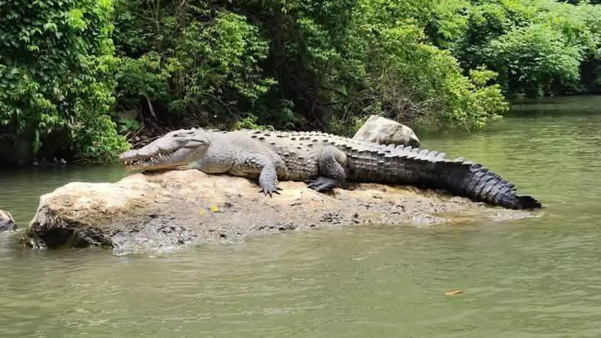 Especies del emblemático Cañón del Sumidero en Chiapas 