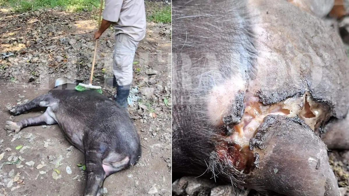 Salud ejemplares fauna silvestre tapir ZooMAT 