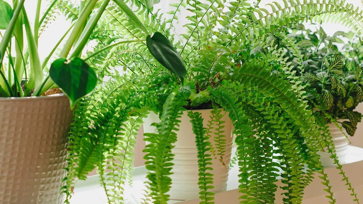 Helecho (Nephrolepis exaltata)