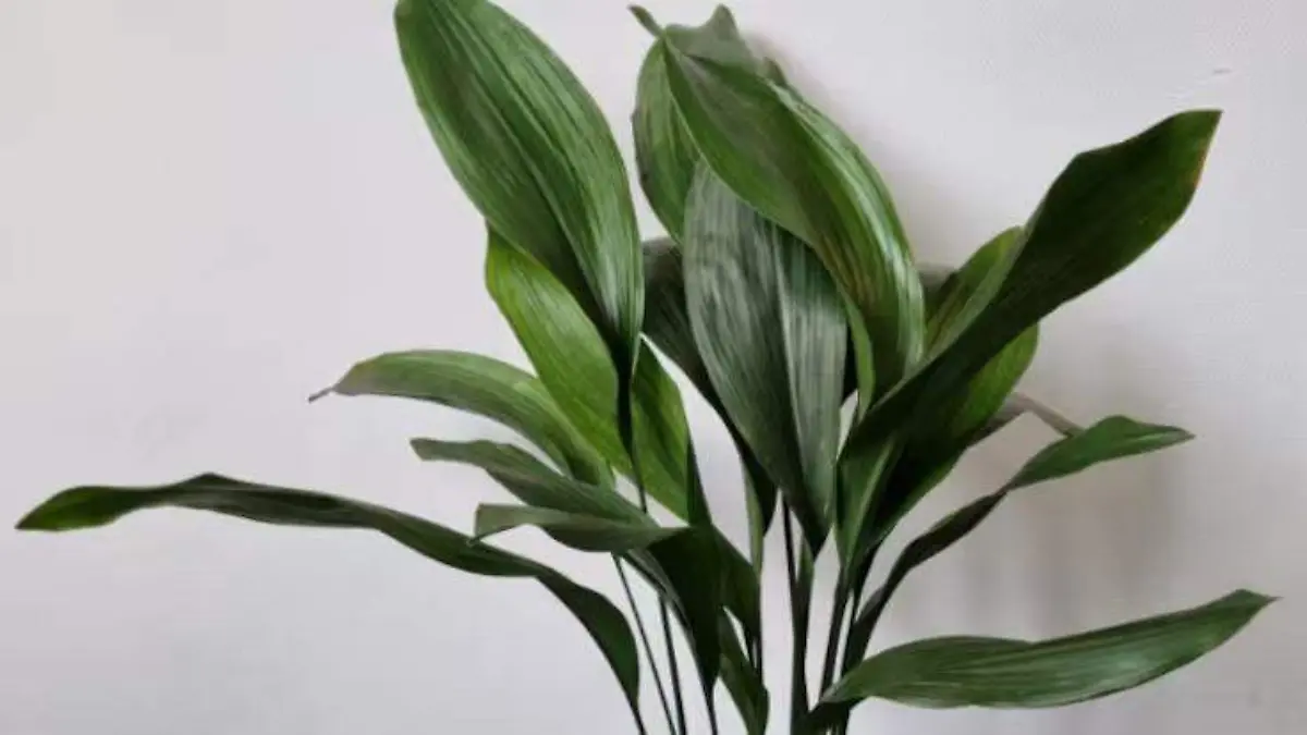 Planta de hierro fundido (Aspidistra elatior)