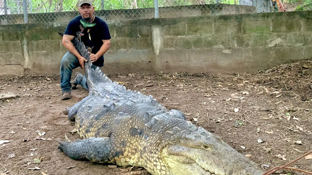 Cocodrilo conservacion fauna Chiapas