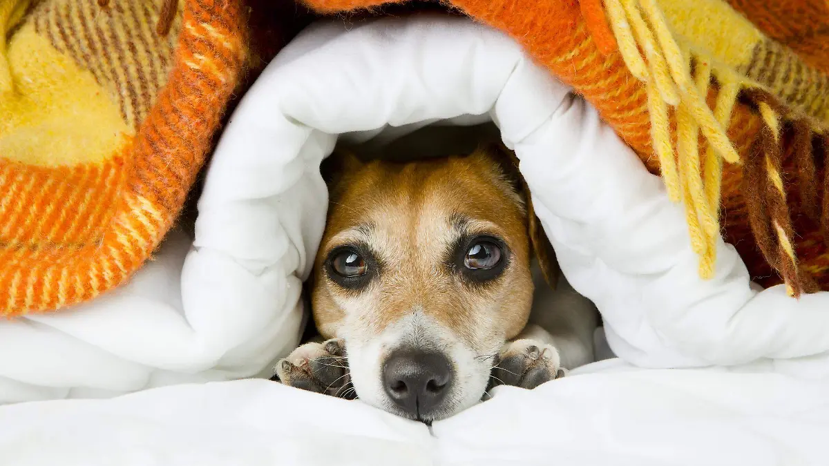 los_perros_tienen_frio_51785_orig