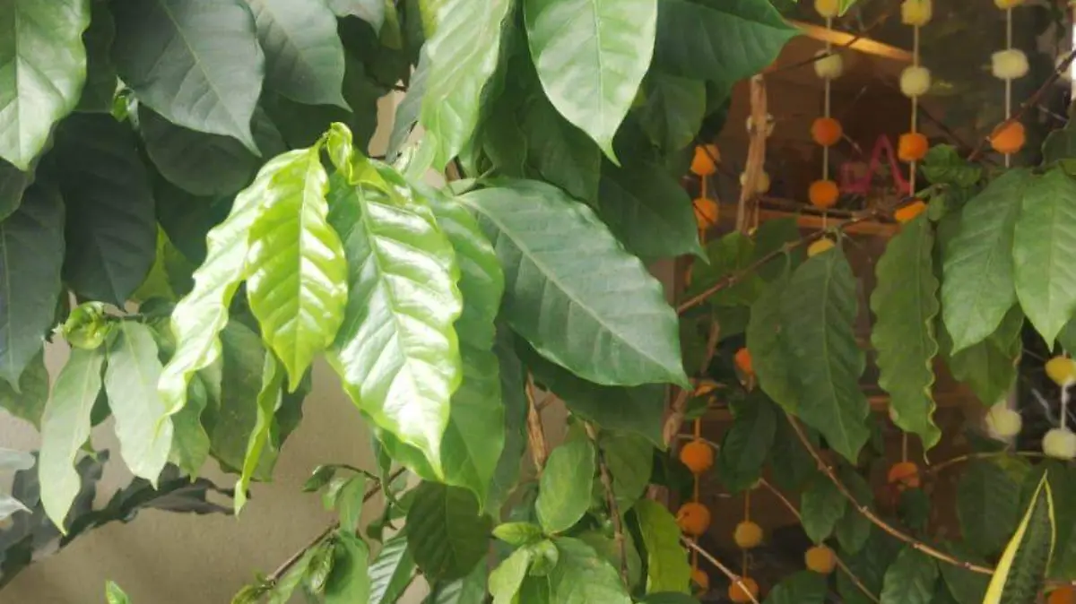 La cosecha de café trasciende durante dos años; va de octubre de un año al mes de abril del siguiente